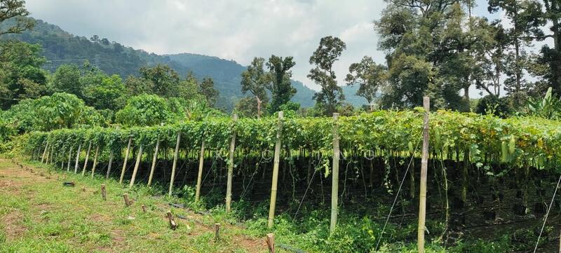 Agricultural Land for Sale in Kampung Baru (Kerling) - H.K Ching - PropertyGuru.com.my