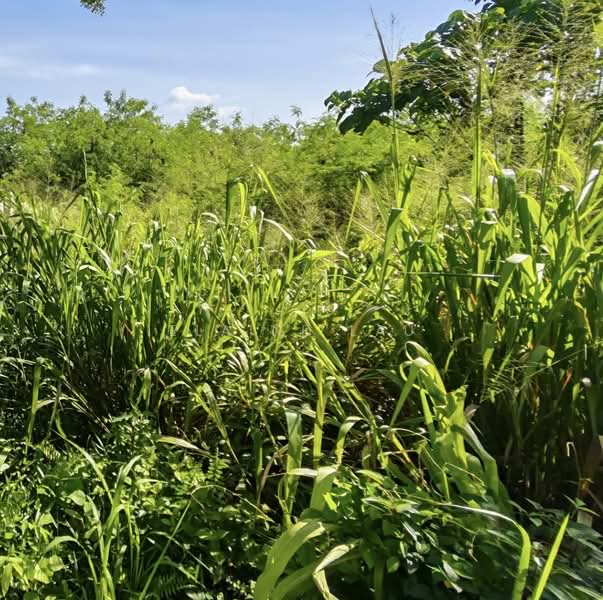Industrial Land for Sale in Hulu Semenyih (Semenyih) - Elaine Lau - Garden - PropertyGuru.com.my